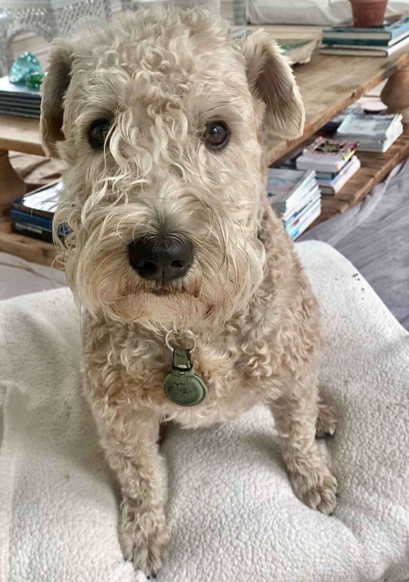 TerrierWheaten's tweet image. What’s wrong with this picture? Exactly - no boots!  I’m gonna pretend-pout for a minute.  I hope Hoomom falls for it and takes me shopping!
#wheatenterrier #pout #dogsoftwitter
