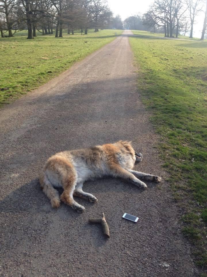 An old tired-looking dog wanders into a guy's yard. He examines the dog's collar and feels his well-fed belly and knows the dog has a home.
The dog follows him into the house, goes down the hall, jumps on the couch, gets comfortable and falls asleep. The man thinks its rather