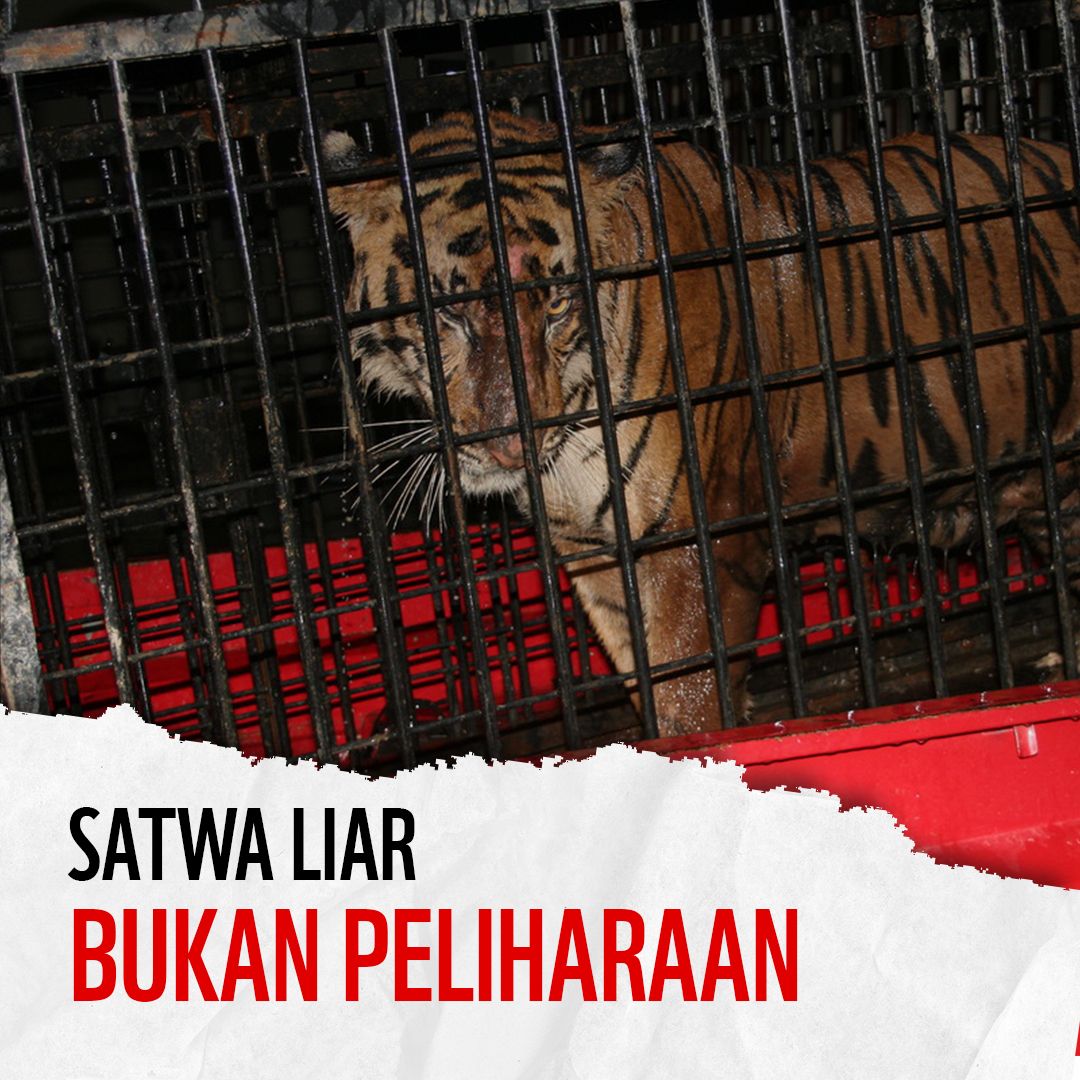 Menanggapi berita kematian Harimau Bengal (Panthera tigris tigris) yang dipelihara oleh seorang influencer di Indonesia.