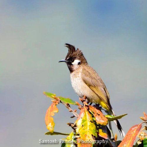 bySantoshPandey's tweet photo. Amazing Birds by Santosh Pandey

#birds #birding #birdingphotography  #birdphotography #birdingdaily #mountain #hills #valley #himalaya #photography #amazingnature #naturephotography #uttarakhandphotography #uttrakhand #uttrakhandtraveller #uttrakhandwildlife #uttarakhand https://t.co/RMW2EjzD4l