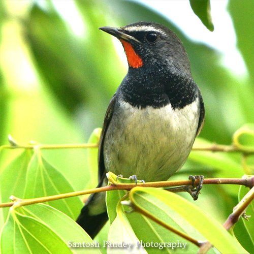bySantoshPandey's tweet photo. Amazing Birds by Santosh Pandey

#birds #birding #birdingphotography  #birdphotography #birdingdaily #mountain #hills #valley #himalaya #photography #amazingnature #naturephotography #uttarakhandphotography #uttrakhand #uttrakhandtraveller #uttrakhandwildlife #uttarakhand https://t.co/k0sSTLbU08
