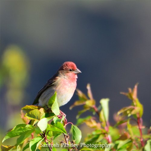 bySantoshPandey's tweet photo. Amazing Birds by Santosh Pandey

#birds #birding #birdingphotography  #birdphotography #birdingdaily #mountain #hills #valley #himalaya #photography #amazingnature #naturephotography #uttarakhandphotography #uttrakhand #uttrakhandtraveller #uttrakhandwildlife #uttarakhand https://t.co/a0keWMIGuG