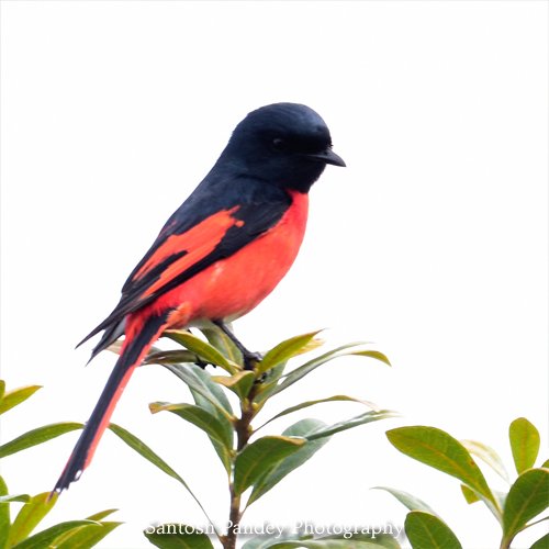 bySantoshPandey's tweet photo. Amazing Birds by Santosh Pandey

#birds #birding #birdingphotography  #birdphotography #birdingdaily #mountain #hills #valley #himalaya #photography #amazingnature #naturephotography #uttarakhandphotography #uttrakhand #uttrakhandtraveller #uttrakhandwildlife #uttarakhand https://t.co/IbTxpUb6ko
