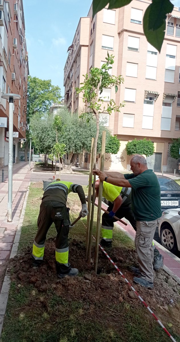 parquesdemurcia's tweet image. Esta mañana hemos plantado 👩‍🌾100 nuevos árboles 🌳🌳🌳en distintos espacios verdes de Murcia.

🙂¿Objetivo? llegar a los 50.000 en cuatro años.

Cada ejemplar💚💚 puede absorber hasta 150 kilogramos de CO2🚶🚶‍♂️🚶‍♀️ al año.

Info: centromedios.murcia.es/PUBLICO/NotaPr…
#PlanForesta #STV #ActúaSM