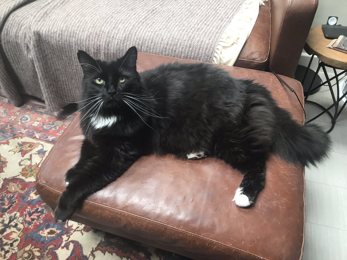 Catswhiskersuk's tweet photo. Today was all about pets, pets, and more pets with Jon! His irresistible charm demanded non-stop cuddles, and I happily obliged. There's no such thing as too many pets when it comes to this lovable furball! 😻💕 #CuddleParty #PurrfectDay #FelineLove https://t.co/qxGrNxfPPP