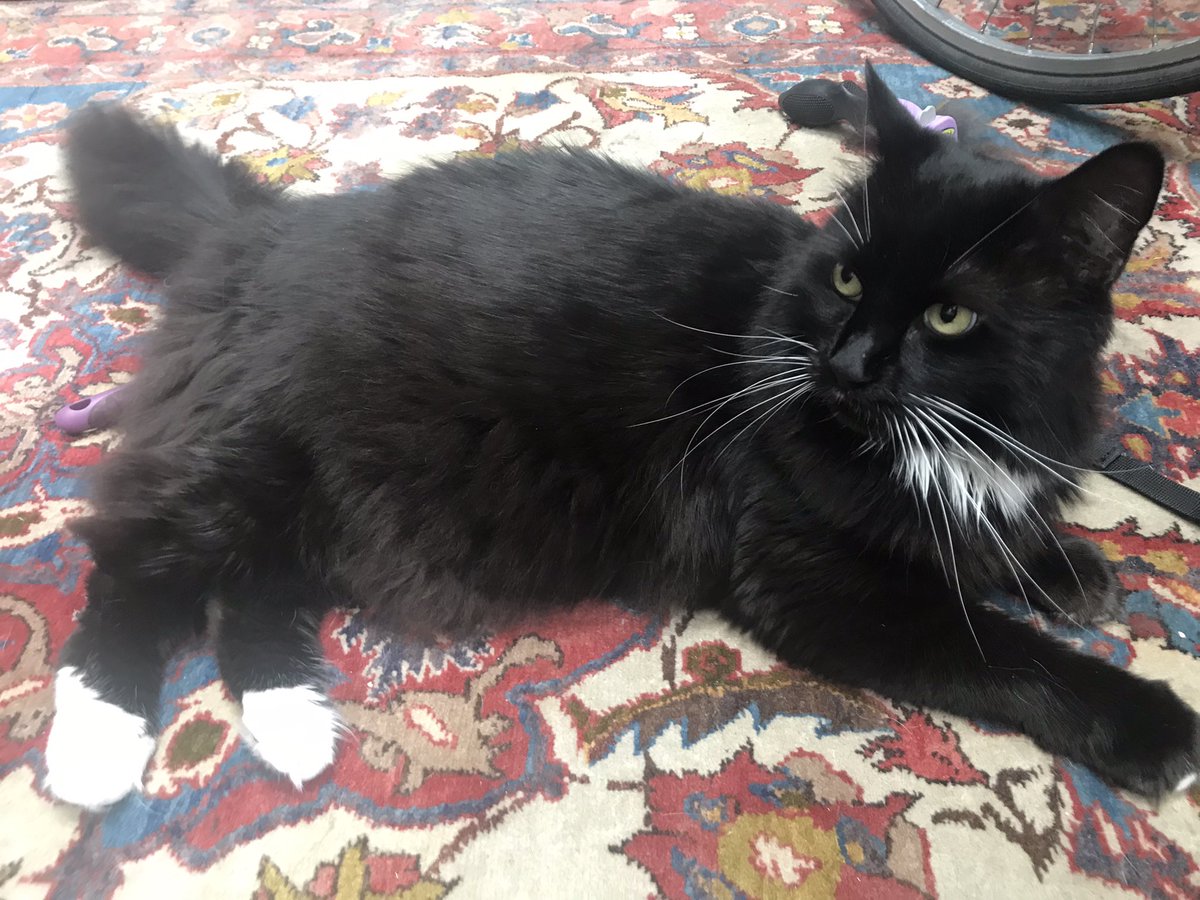 Catswhiskersuk's tweet photo. Today was all about pets, pets, and more pets with Jon! His irresistible charm demanded non-stop cuddles, and I happily obliged. There's no such thing as too many pets when it comes to this lovable furball! 😻💕 #CuddleParty #PurrfectDay #FelineLove https://t.co/qxGrNxfPPP