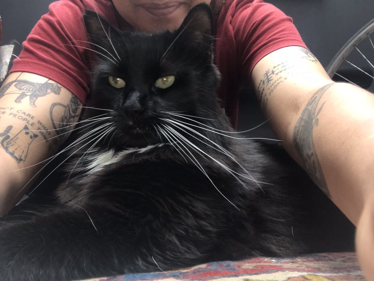 Catswhiskersuk's tweet photo. Today was all about pets, pets, and more pets with Jon! His irresistible charm demanded non-stop cuddles, and I happily obliged. There's no such thing as too many pets when it comes to this lovable furball! 😻💕 #CuddleParty #PurrfectDay #FelineLove https://t.co/qxGrNxfPPP