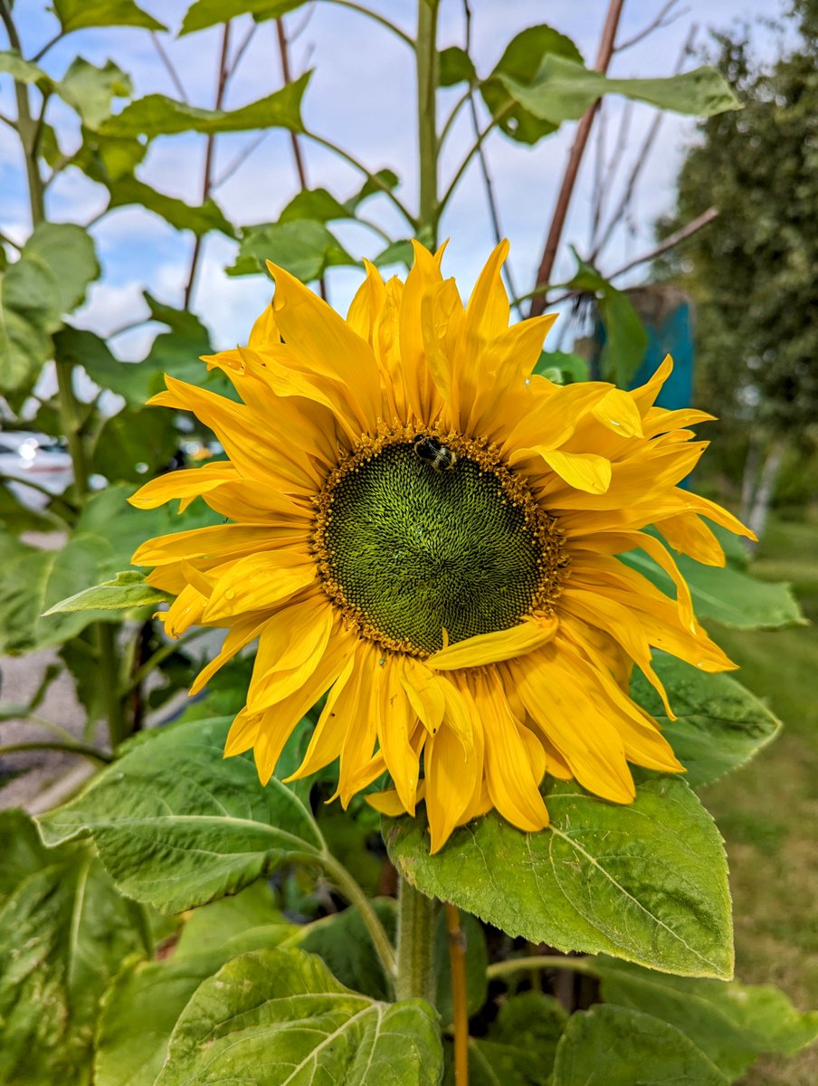 We gathered the seeds from last years sunflowers and planted them again in the team garden. Here's the first ones blooming already 🌻🐝
We also planted a more unusual red variety as a trial but they're keeping us waiting. 
<a href="/GreenTourismUK/">Green Tourism</a>