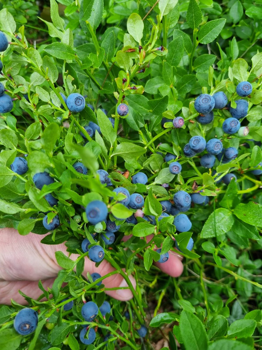 JaanaHalin's tweet photo. Erittäin hyvä mustikkasato on tänä vuonna. Osa mustikoista on lähes pensasmustikan kokoisia. Näitä kelpaa poimia.
#mustikka #mustikkametsä
#marjattalteen https://t.co/gJCdhra26v