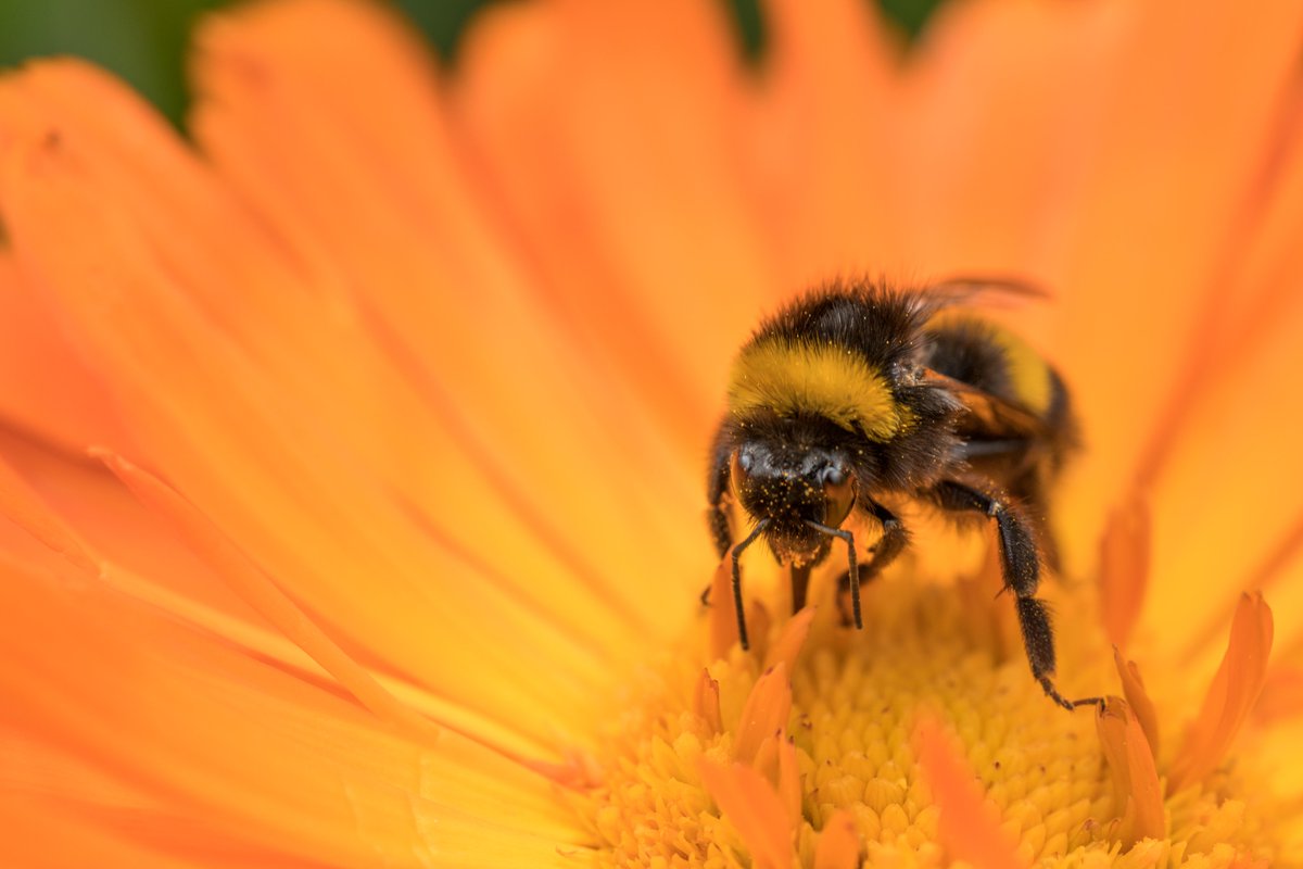 🌿 Our online course Getting started with... Planting Design now has two new modules – Rock and Water Gardens and Designing for Nature – teaching you how you can promote biodiversity and encourage wildlife with your planting. Use 'LAUNCHPD23' for 10% off👉 rbge.cc/PlantingDesign