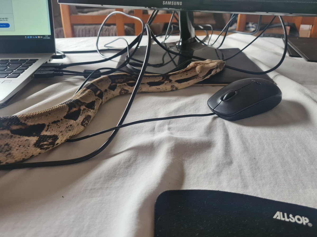 Do you think he's spotted a mouse... 😂

#snake #pets