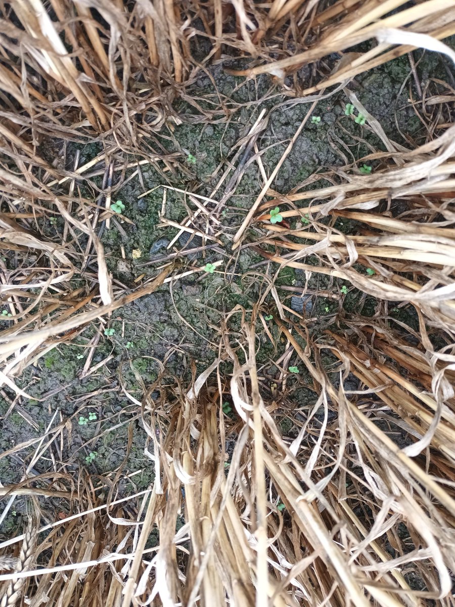 Harry Waudby tweet media