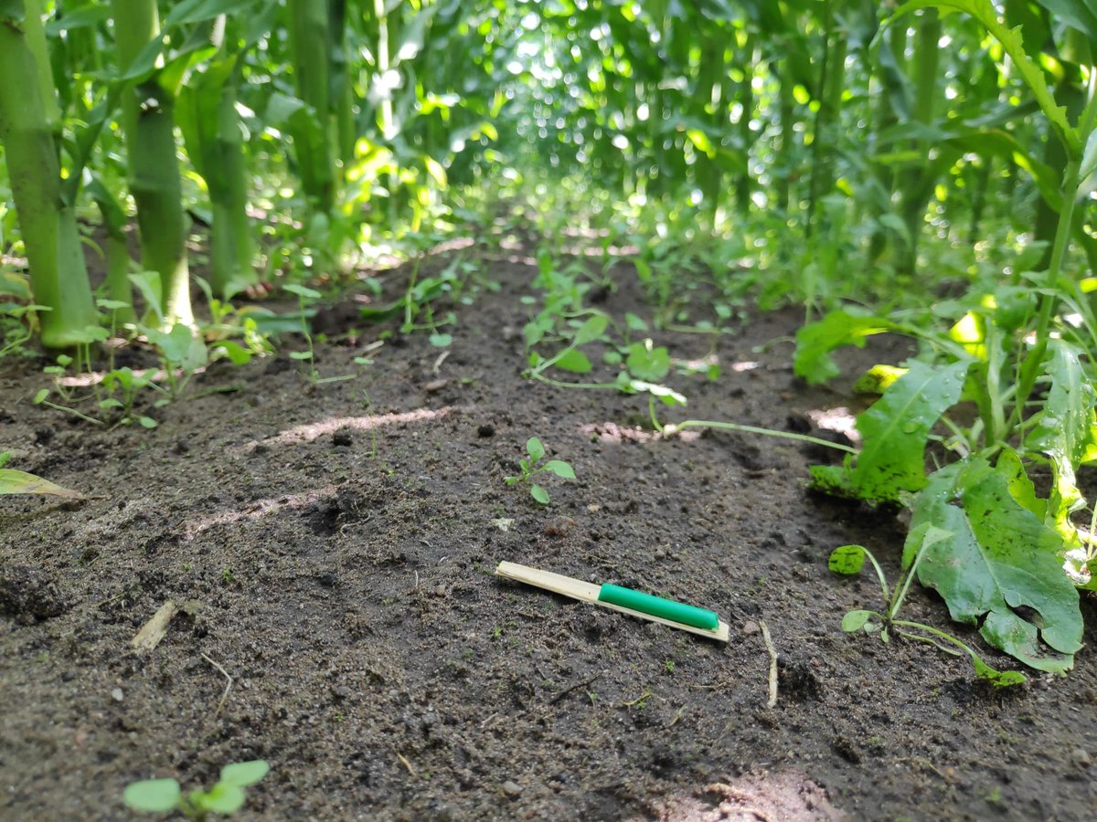 More news from the traveling caterpillars! <a href="/fboetzl/">Fabian A. Boetzl</a> is probably in the field right now, collecting the caterpillars that were exposed on Tuesday in Sweden 🇸🇪