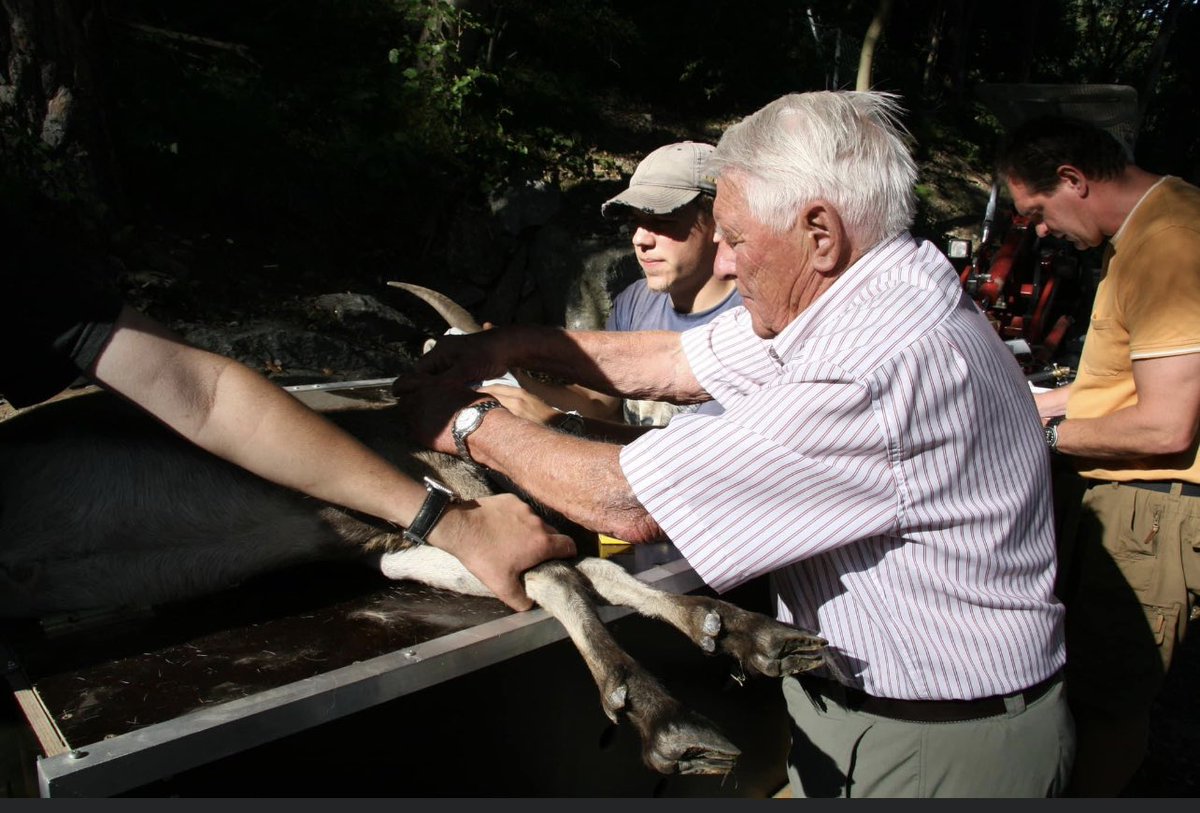AndreStadler4's tweet photo. Tierarzt Dr. Klaus Teuchner wird 100 – der Alpenzoo Innsbruck gratuliert! 🎉🎂

Heute feiert Klaus Teuchner seinen 100. Geburtstag. Mit über 50 Jahren Tätigkeit im Alpenzoo war er wohl der längste Zootierarzt der Welt

#alpenzoo #alpenzooinnsbruck #tirol #tierarzt #100jahre https://t.co/hQ74w4cA0u