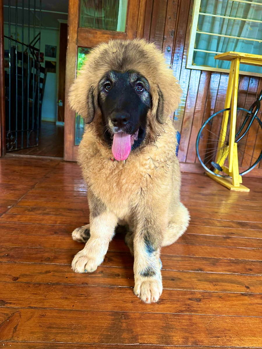 How it started vs How it’s going. 
2 weeks old and 18 weeks old.