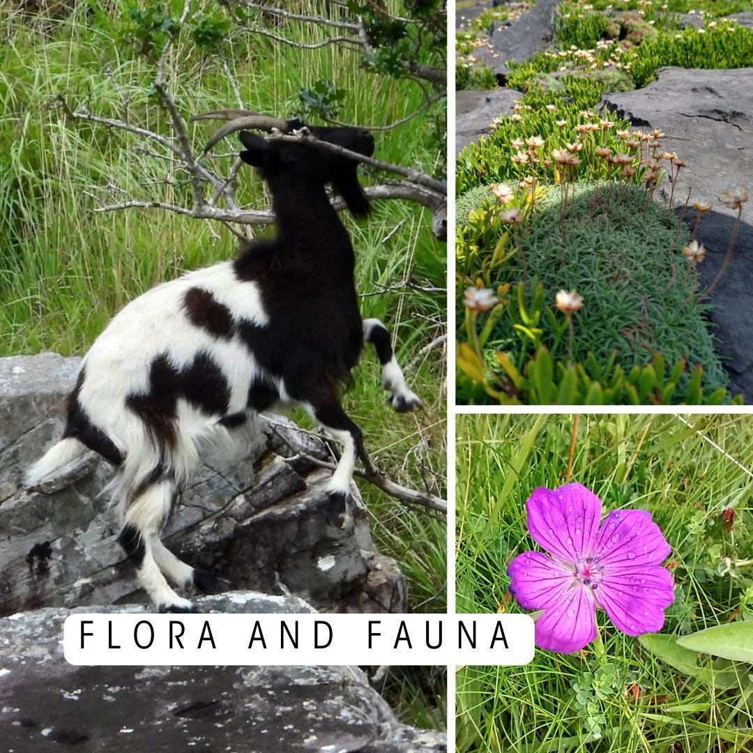 BTGToursIreland's tweet photo. Join us to learn about flora &amp; fauna, history &amp; anecdotes, mythology &amp; traditions, food &amp; drink, culture, sports &amp; entertainment. You definitely won't be bored! #beyondtheglassadventuretours #exploreireland #visitireland #discoverireland https://t.co/HZfjqyQWLi