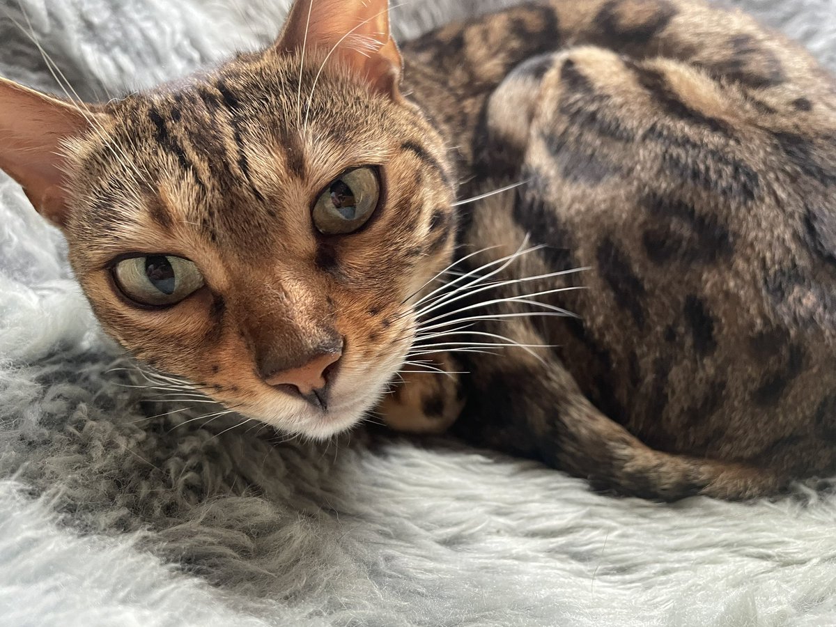 BengalWilma's tweet photo. Thanks for all my birthday wishes.. recovering today! ๐น๐น๐พ๐๐๐#PartyRecovery #teambengal #BirthdayGirl https://t.co/lc39VSMS3j