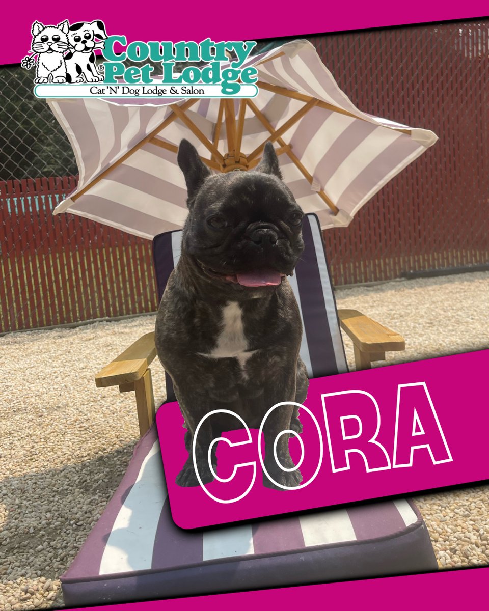 CountryPetLodge's tweet photo. 🐾 Meet Cora, the fabulous French Bulldog, living her best life at Pebble Beach in ultimate style at Country Pet Lodge! 🐶👑💤 #Cora #FrenchBulldogBliss #BeachBumDoggo #CountryPetLodge #ChillinInStyle #DoggoAtTheBeach #LifeIsRuff #FrenchieFiesta #VacationModeActivated 🏝️🐾😍 https://t.co/vo0fCkeopD