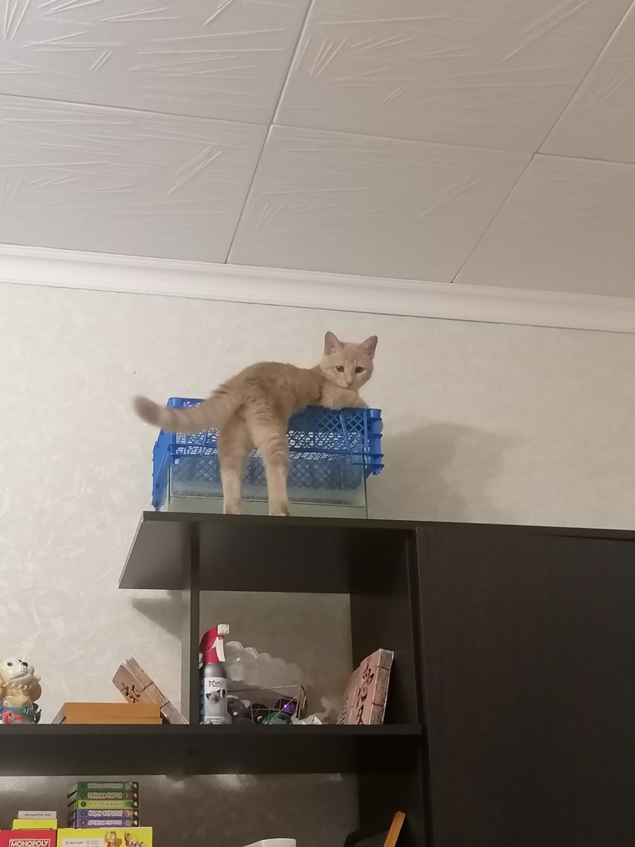 Я, накрываю аквариум, чтобы кот не трогал обитателей лапами
Этот дурак: мам, раньше я лапками мог делать шлеп шлеп, а сейчас нет, верни помжалусто