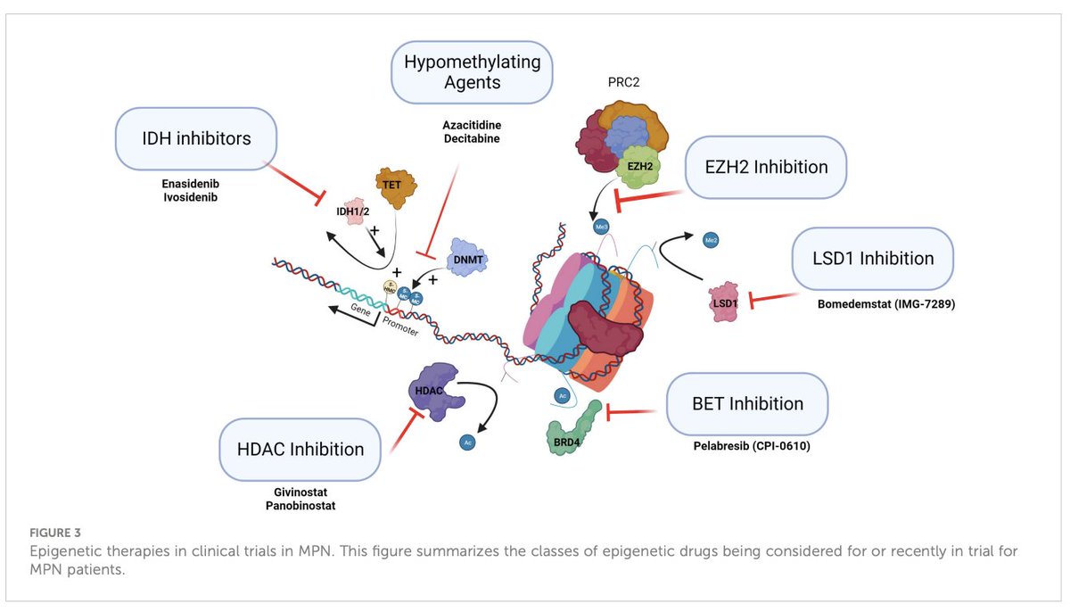 A very nice review on the epigenetics of MPNs #mpnsm

frontiersin.org/journals/oncol…