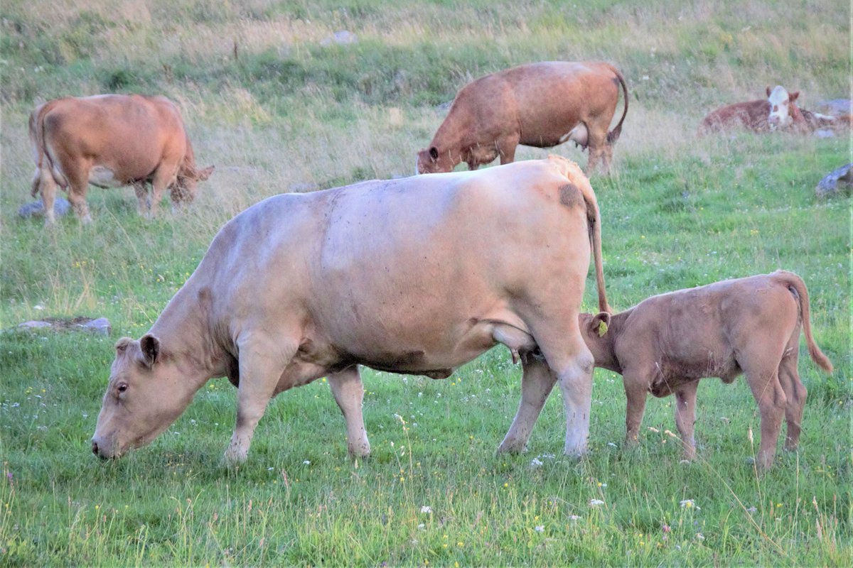 Public breastfeeding at its best

#breastfeeding #publicbreastfeeding #brestfeedingMUM #cows #NaturePhotograhpy