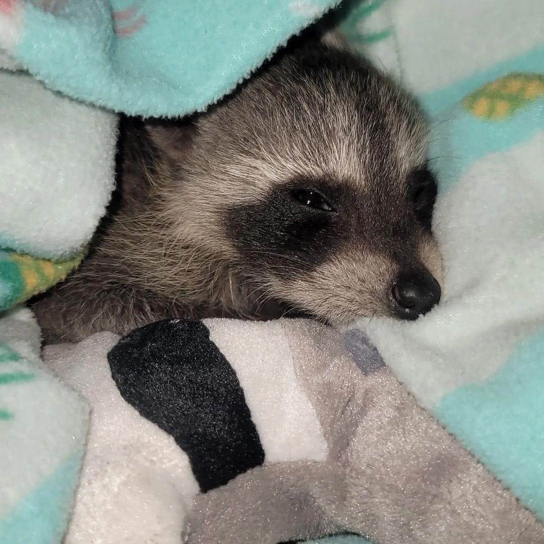 Raccoons Hourly (@raccoonhourly) on Twitter photo 
