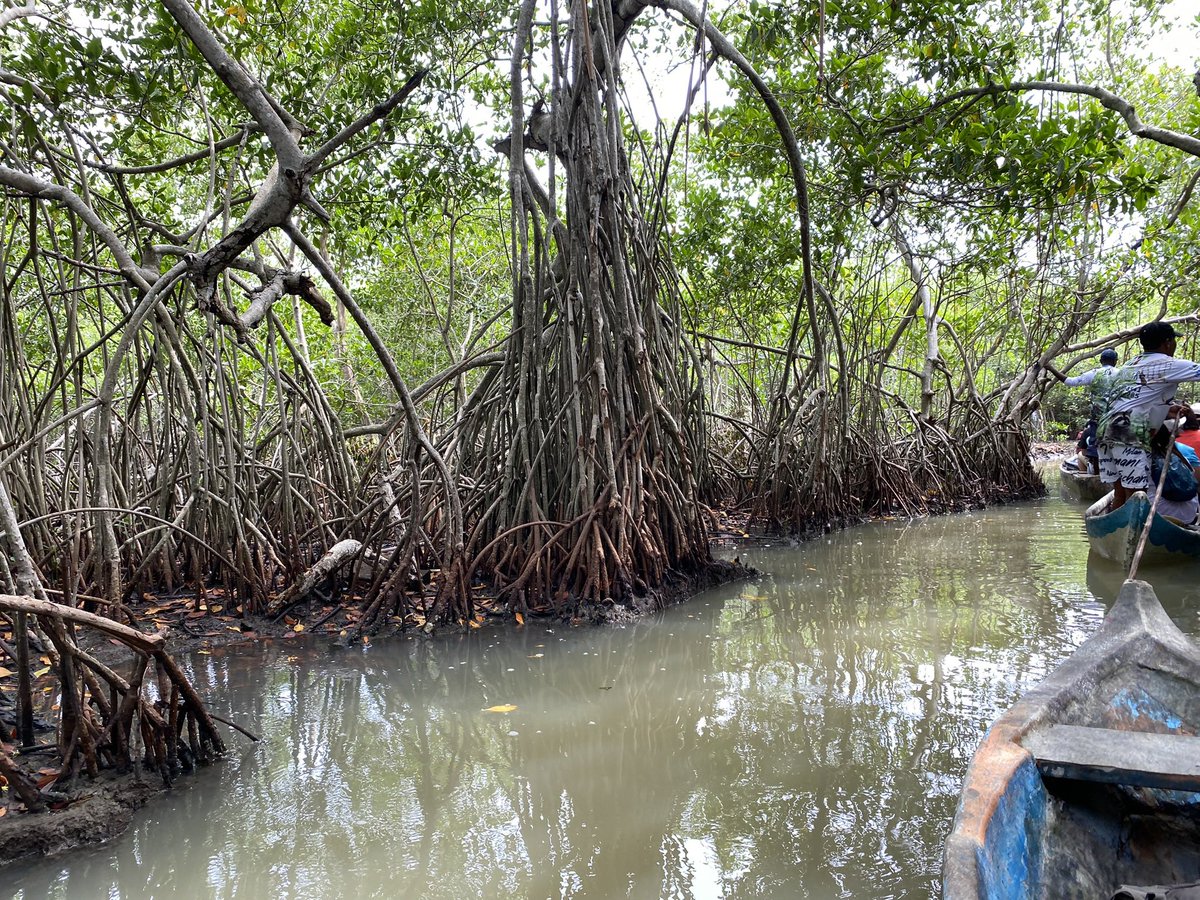 Tour of the local mangroves for World Mangrove Day yesterday. Couldn’t help myself but take a snap of the exposed upper root profile :))) was nice to have a slower paced day - keen for more exciting talks today #MMM6