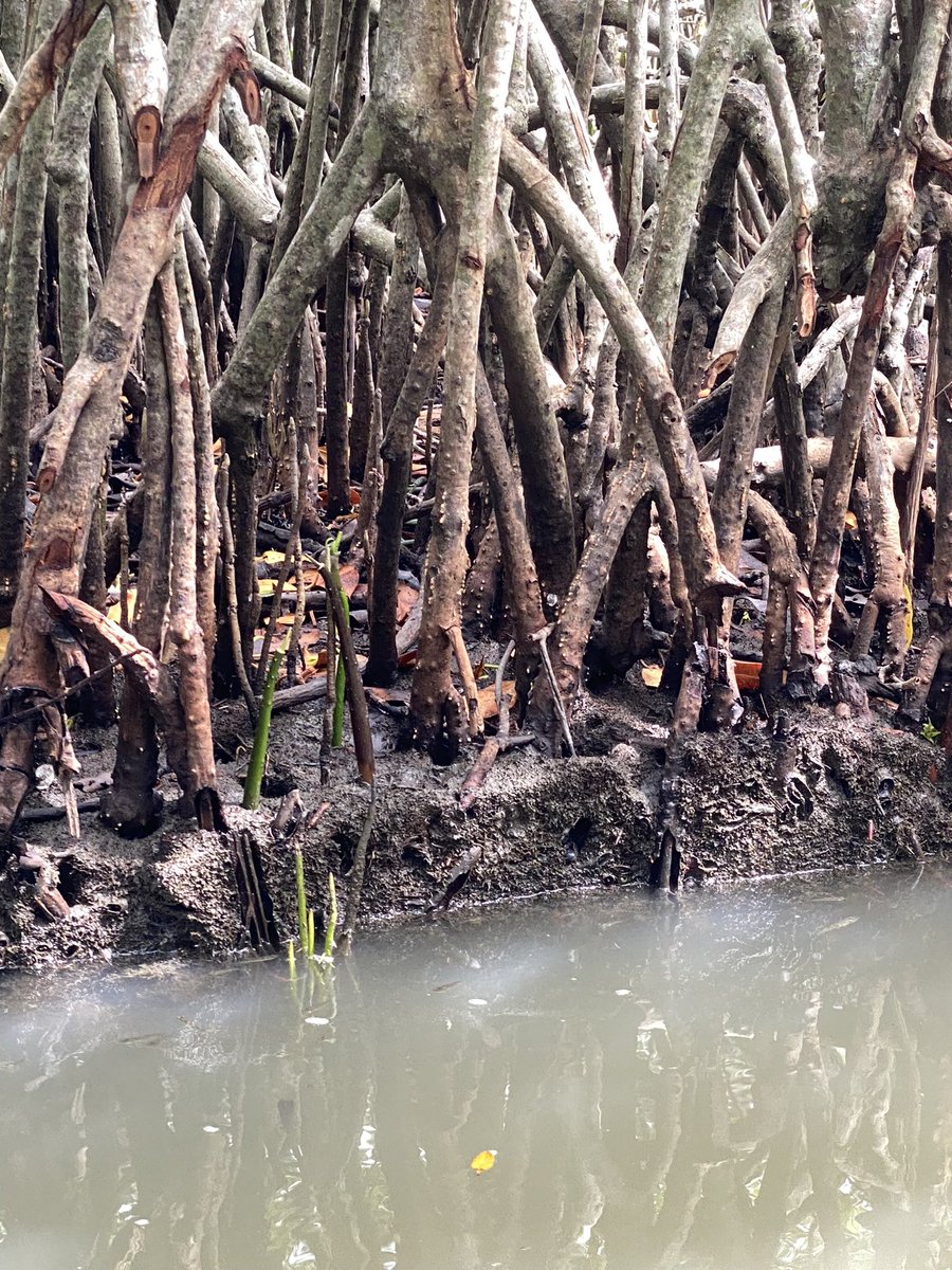 BrookeConroy13's tweet photo. Tour of the local mangroves for World Mangrove Day yesterday. Couldn’t help myself but take a snap of the exposed upper root profile :))) was nice to have a slower paced day - keen for more exciting talks today #MMM6 https://t.co/TSALzPDCFz