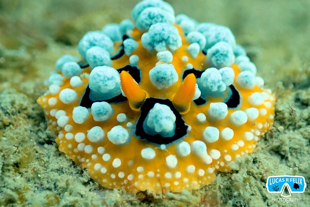 ichthyofelix18's tweet photo. after the fish visual census... i'll be like in macrophotography mode! 
the nudibranchs Phyllidia ocellata (left) and Phyllidia coelestis (right)

#nudibranch #nudibranchs #underwaterphotography #marinelife
#sealife #underwaterlife #marineinvertebrates #diversity #Reef creature https://t.co/Z4wKVUylhM