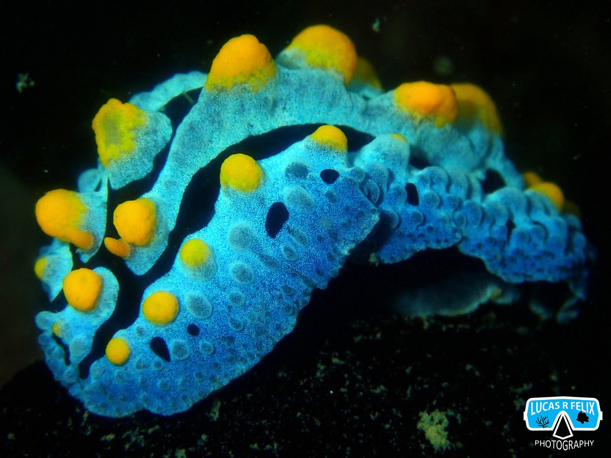 ichthyofelix18's tweet photo. after the fish visual census... i'll be like in macrophotography mode! 
the nudibranchs Phyllidia ocellata (left) and Phyllidia coelestis (right)

#nudibranch #nudibranchs #underwaterphotography #marinelife
#sealife #underwaterlife #marineinvertebrates #diversity #Reef creature https://t.co/Z4wKVUylhM
