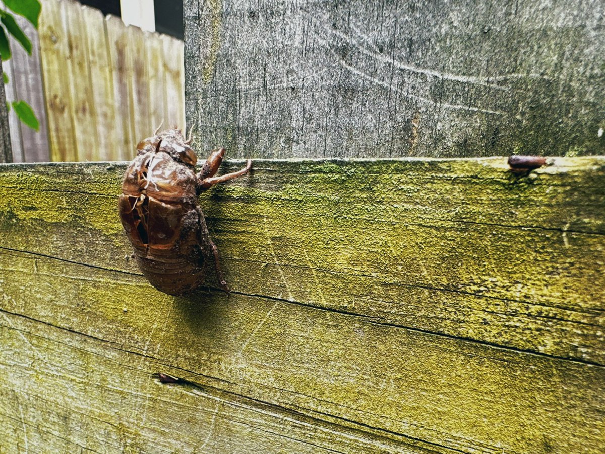 🥵 Good morning, RVA: Early in-person voting restrictions, rattlesnakes, and bus shelters - mailchi.mp/gmrva/good-mor…