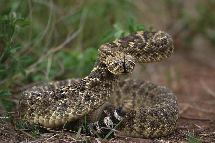 random_snakes's tweet photo. #Try___InASmallTown Getting snaked TF out!
1) Western small towns have diamondback rattlesnakes
2) Southern and eastern states have copperheads
3) Southern states have moccasins
4) Lower southern states have coral snakes
These snakes are found in many small, rural USA towns. https://t.co/vLIOMFkRu5