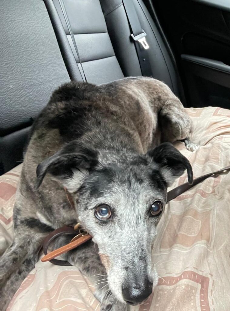 AdoptionsUk tweet picture