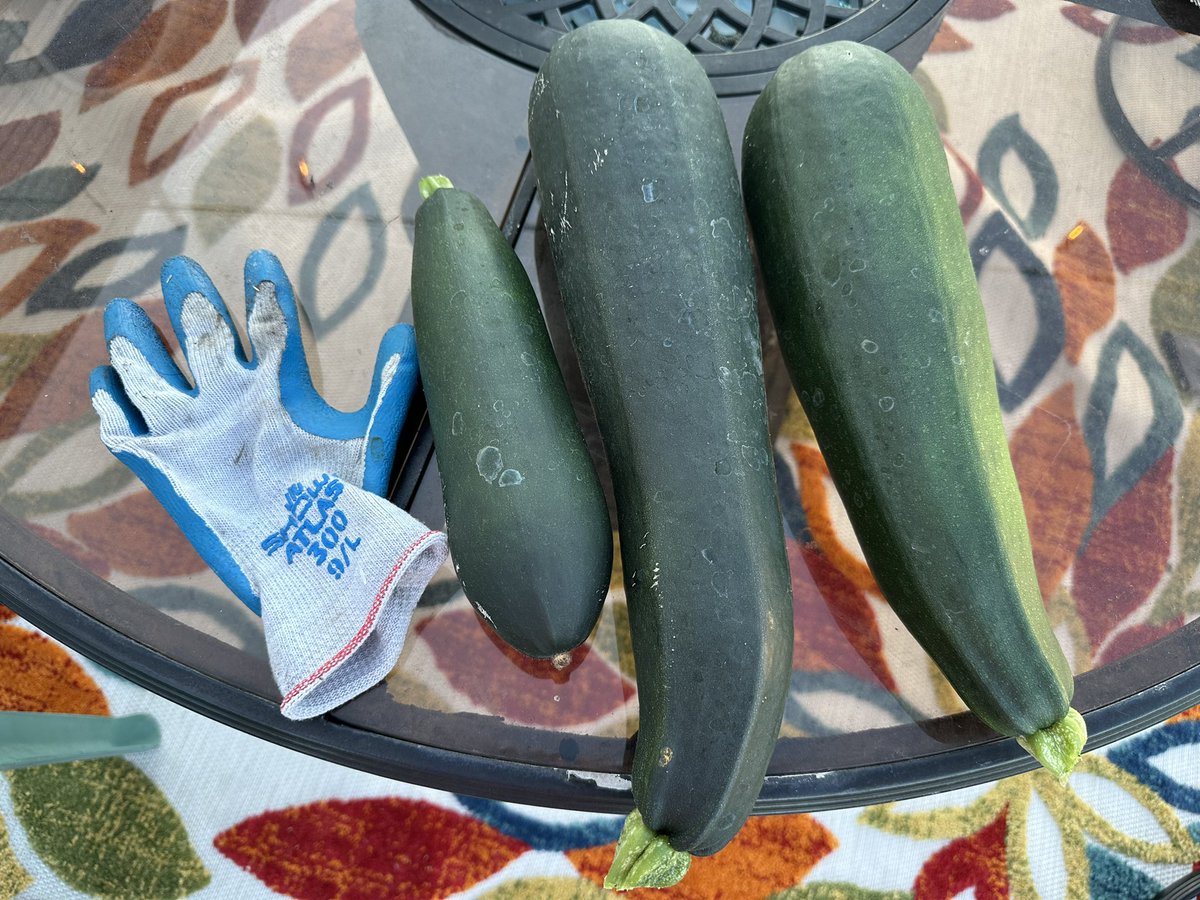 AnneStegen's tweet photo. @scottontvKSDK Nice job! My garden is wealthy with giant zucchini but I’m watering daily https://t.co/tgafSi5zCV