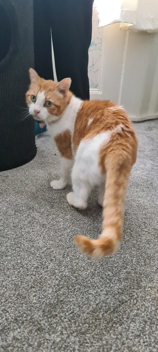 FriendsMisha's tweet photo. Yes I's wud lyk sum treats plz ❤️🐾 - Tiddles
#tiddles #treats #cats #CatsOfTwitter #CatsOnTwitter https://t.co/SYkGTmzPbL