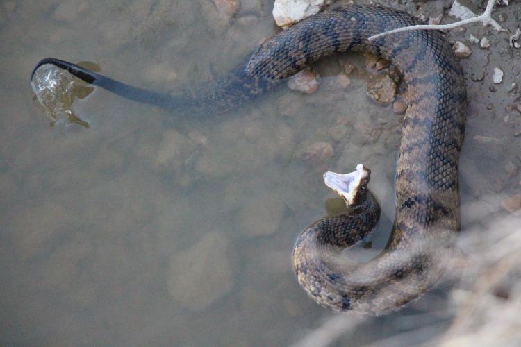 random_snakes's tweet photo. #Try___InASmallTown Getting snaked TF out!
1) Western small towns have diamondback rattlesnakes
2) Southern and eastern states have copperheads
3) Southern states have moccasins
4) Lower southern states have coral snakes
These snakes are found in many small, rural USA towns. https://t.co/vLIOMFkRu5
