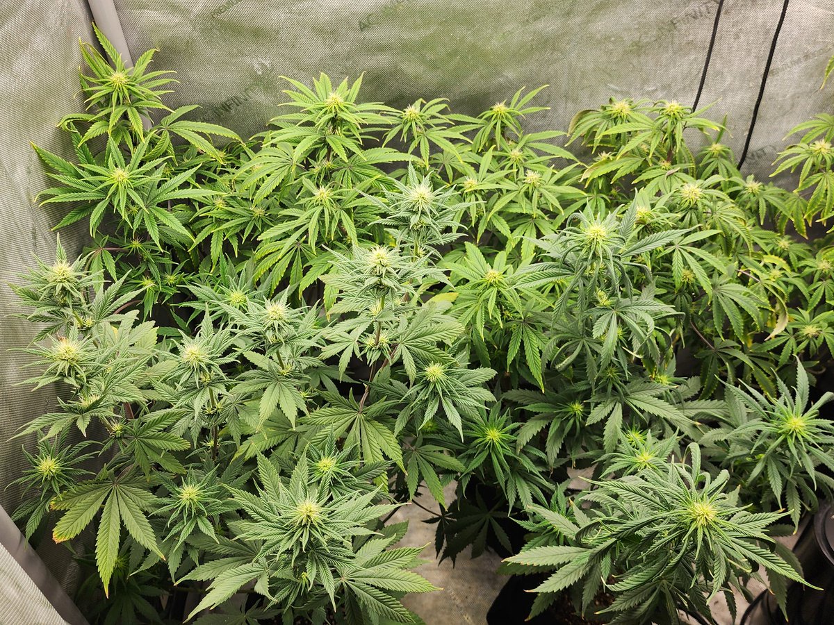GlazingGrower's tweet photo. I have not done a run where it seems every plant wants its own special treatment. Lol 2nd week of flower. #BlueDream @irvineseedco #Randoms #DispoSeeds #irvinearmy #growurown #growmies #luvurself #tryN https://t.co/2GWNfkopgU