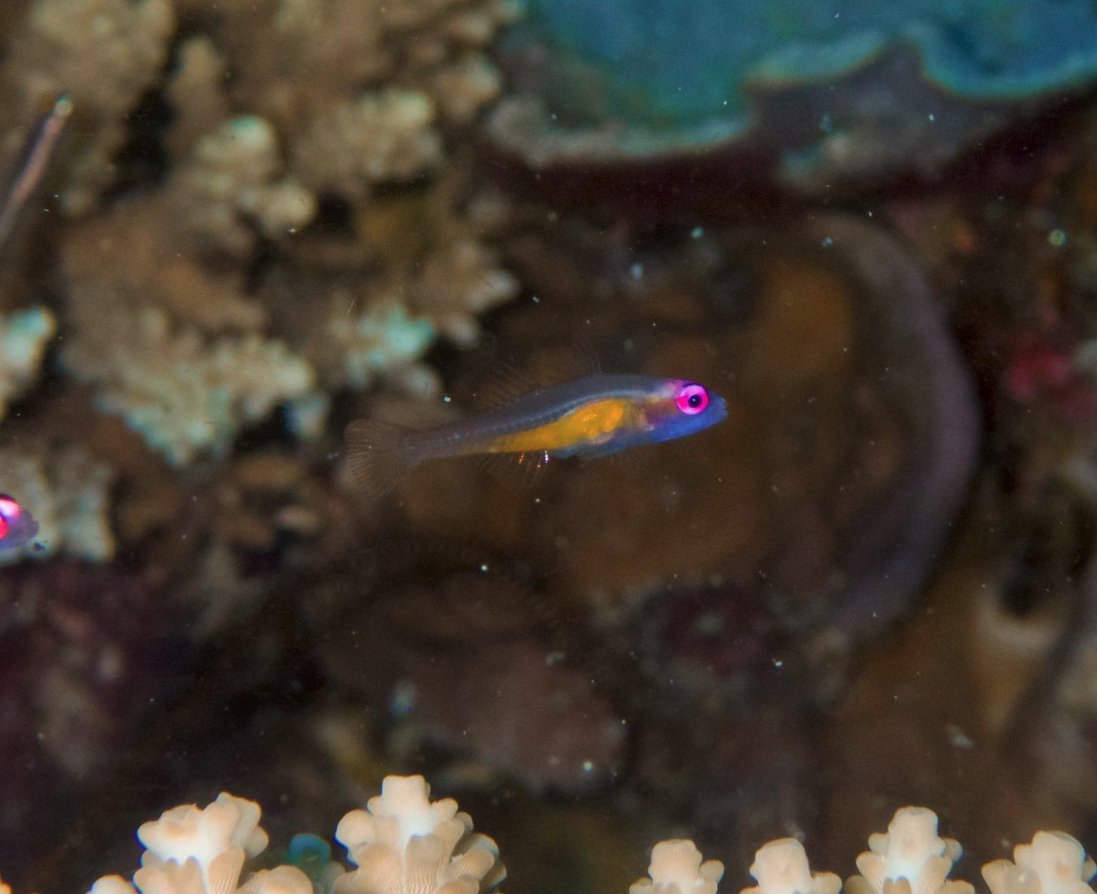 Have you ever seen a Purple-eyed Goby (Bryaninops natans)? This small (less than an inch long!) goby is known for its eye-catching bright pink to purple eyes and are associated with Acropora corals. I photographed this individual in Apo Reef Natural Park, Philippines.
