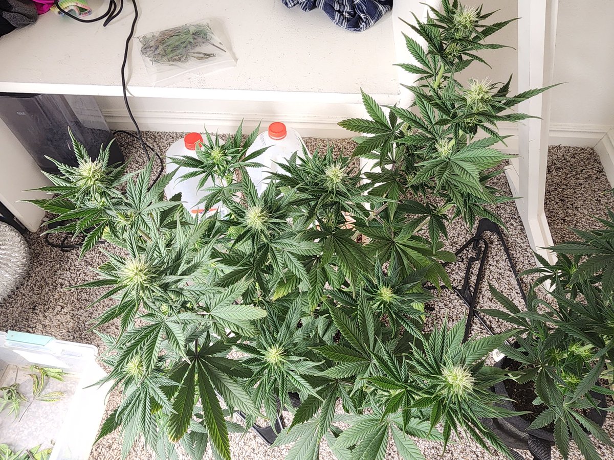 GlazingGrower's tweet photo. I have not done a run where it seems every plant wants its own special treatment. Lol 2nd week of flower. #BlueDream @irvineseedco #Randoms #DispoSeeds #irvinearmy #growurown #growmies #luvurself #tryN https://t.co/2GWNfkopgU
