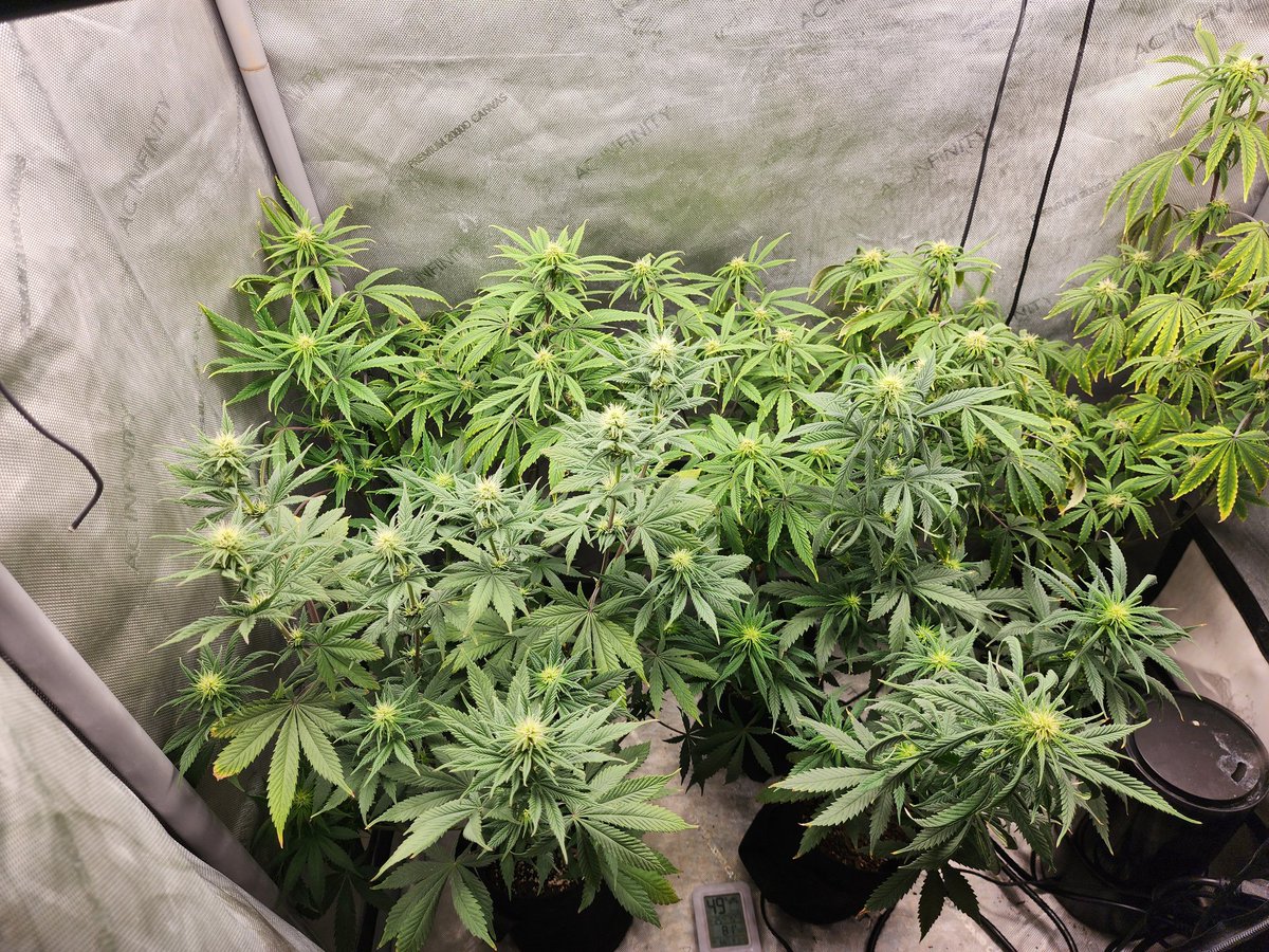 GlazingGrower's tweet photo. I have not done a run where it seems every plant wants its own special treatment. Lol 2nd week of flower. #BlueDream @irvineseedco #Randoms #DispoSeeds #irvinearmy #growurown #growmies #luvurself #tryN https://t.co/2GWNfkopgU