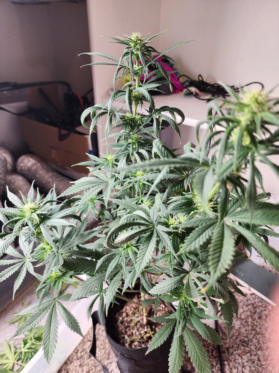 GlazingGrower's tweet photo. I have not done a run where it seems every plant wants its own special treatment. Lol 2nd week of flower. #BlueDream @irvineseedco #Randoms #DispoSeeds #irvinearmy #growurown #growmies #luvurself #tryN https://t.co/2GWNfkopgU