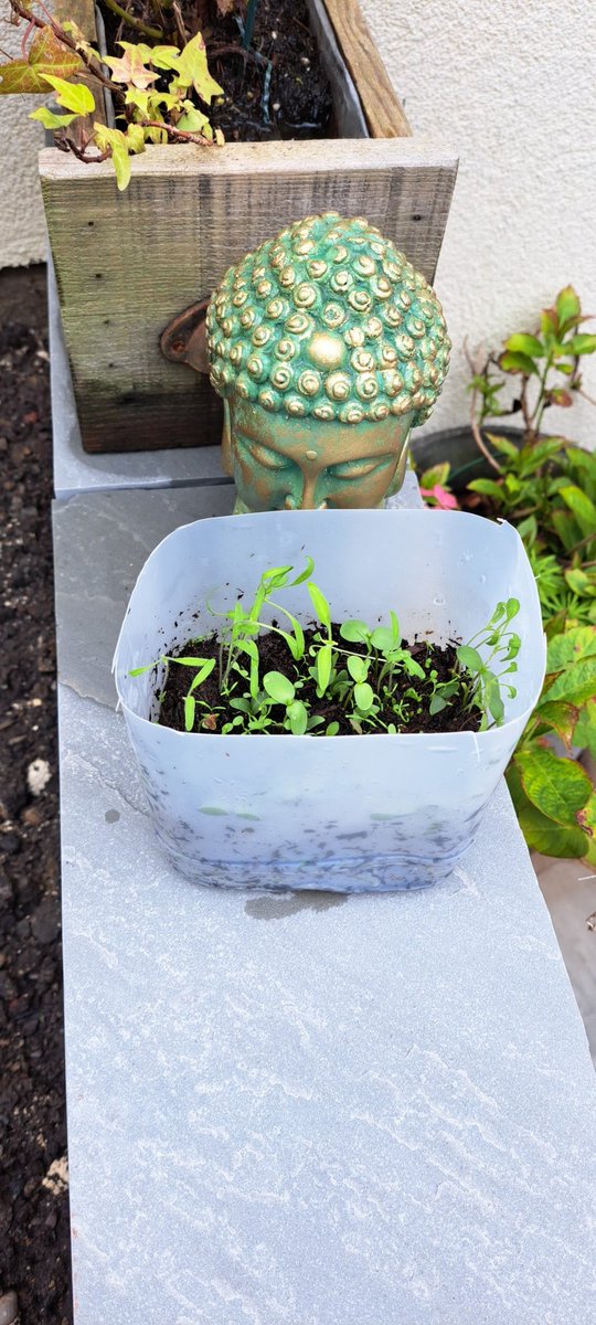 kelsiedavies's tweet photo. @TrinityAcadStE  @Steph_mathsive  Freddies little recycled ♻️ polytunnel seems to have done a wonderful job! 😀 🌱🪻🌻 #stemday https://t.co/OZZmdS0QIT