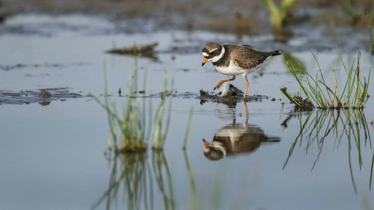 Het waddengebied is voor miljoenen trekvogels een cruciale rustplek. Echter, het hand-in-hand gaan van rust voor vogels en ruimte voor mensen is lastig– dat blijkt uit de zorgwekkende monitoringscijfers, onder andere uit het project Wij en Wadvogels. buff.ly/44vFgF8