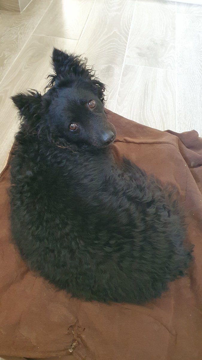 shapedonecil's tweet photo. @Phil_Sledge Piper wonders why I just wake her up 😅 https://t.co/2AukAwfBDG