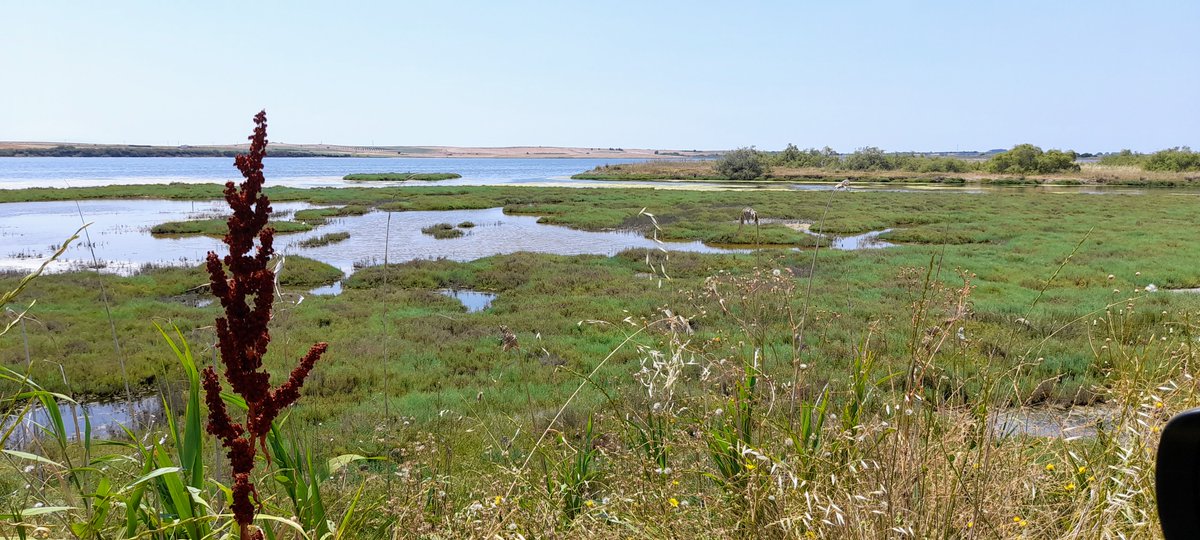 albicilla66's tweet photo. 220km E of #Thessaloniki lies the largest national park of 🇬🇷 #Greece, #NestosDelta & the #Vistonida #Ismarida lakes & lagoons. Extensive areas of sand dunes, salt marshes, coastal lagoons, aquatic lake-vegetation, wet meadows, reedbeds appear
➡️https://t.co/oyK9a2mq1b
#Birding https://t.co/jZDsWrlKEU