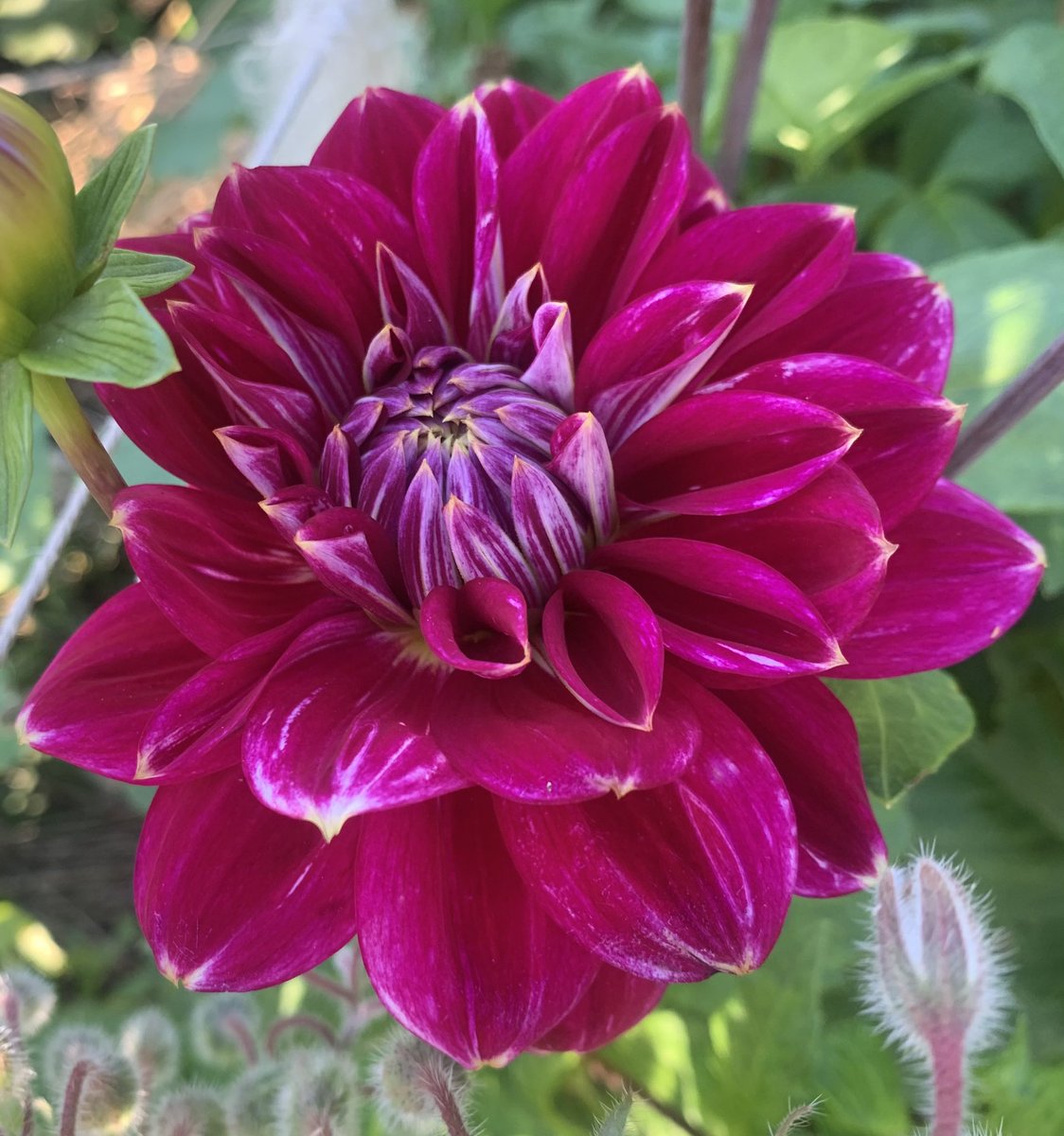 plotmassive's tweet image. Selection of the #dahlias I’m growing for my daughter’s #wedding: Burlesca, Maldini, Franz Kafka, Perch Hill #DailyDahlia #GardeningTwitter