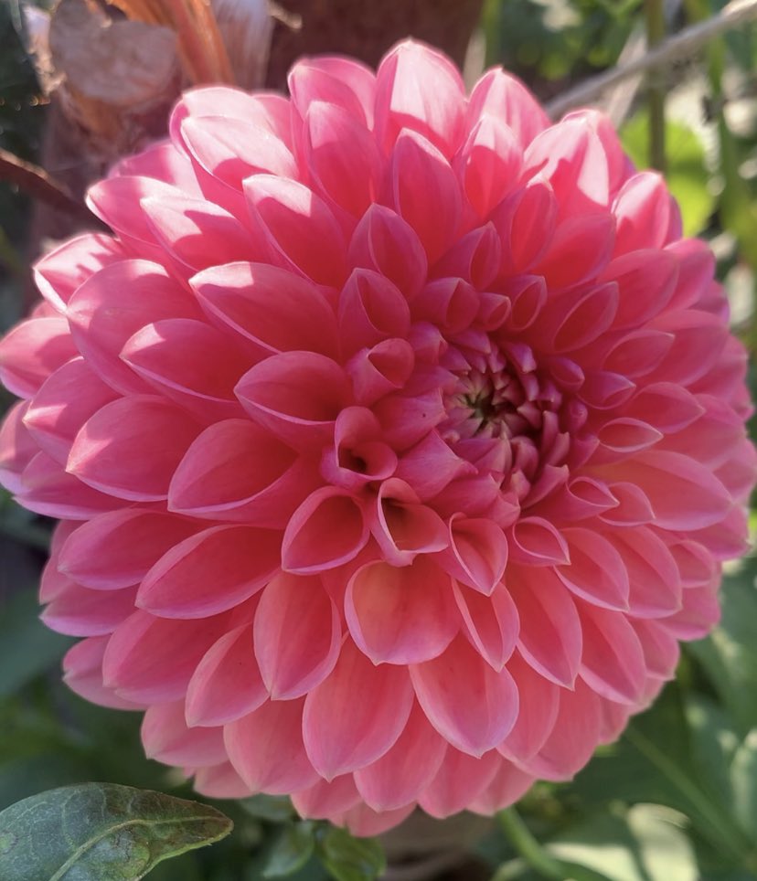 plotmassive's tweet image. Selection of the #dahlias I’m growing for my daughter’s #wedding: Burlesca, Maldini, Franz Kafka, Perch Hill #DailyDahlia #GardeningTwitter