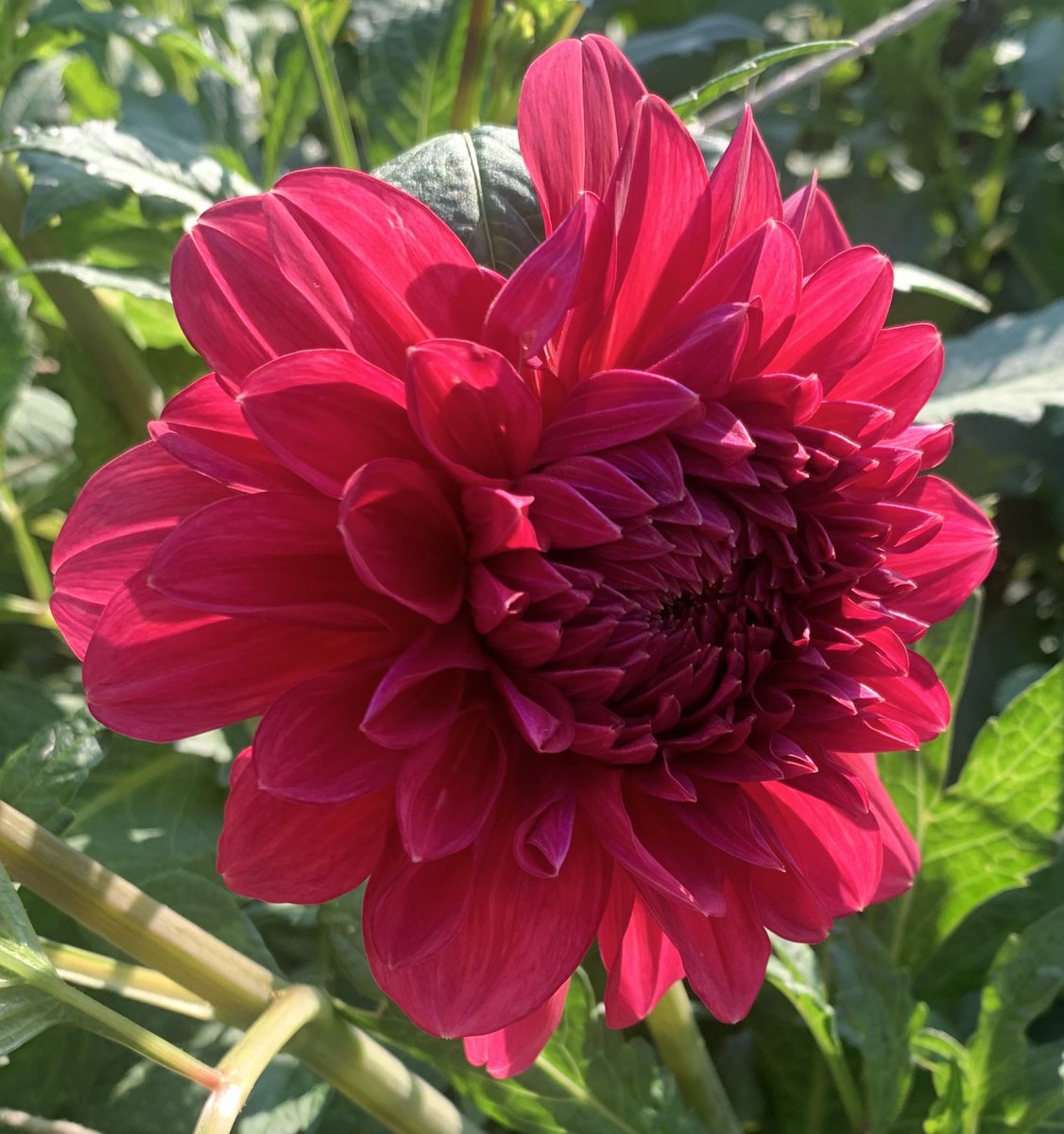 plotmassive's tweet image. Selection of the #dahlias I’m growing for my daughter’s #wedding: Burlesca, Maldini, Franz Kafka, Perch Hill #DailyDahlia #GardeningTwitter
