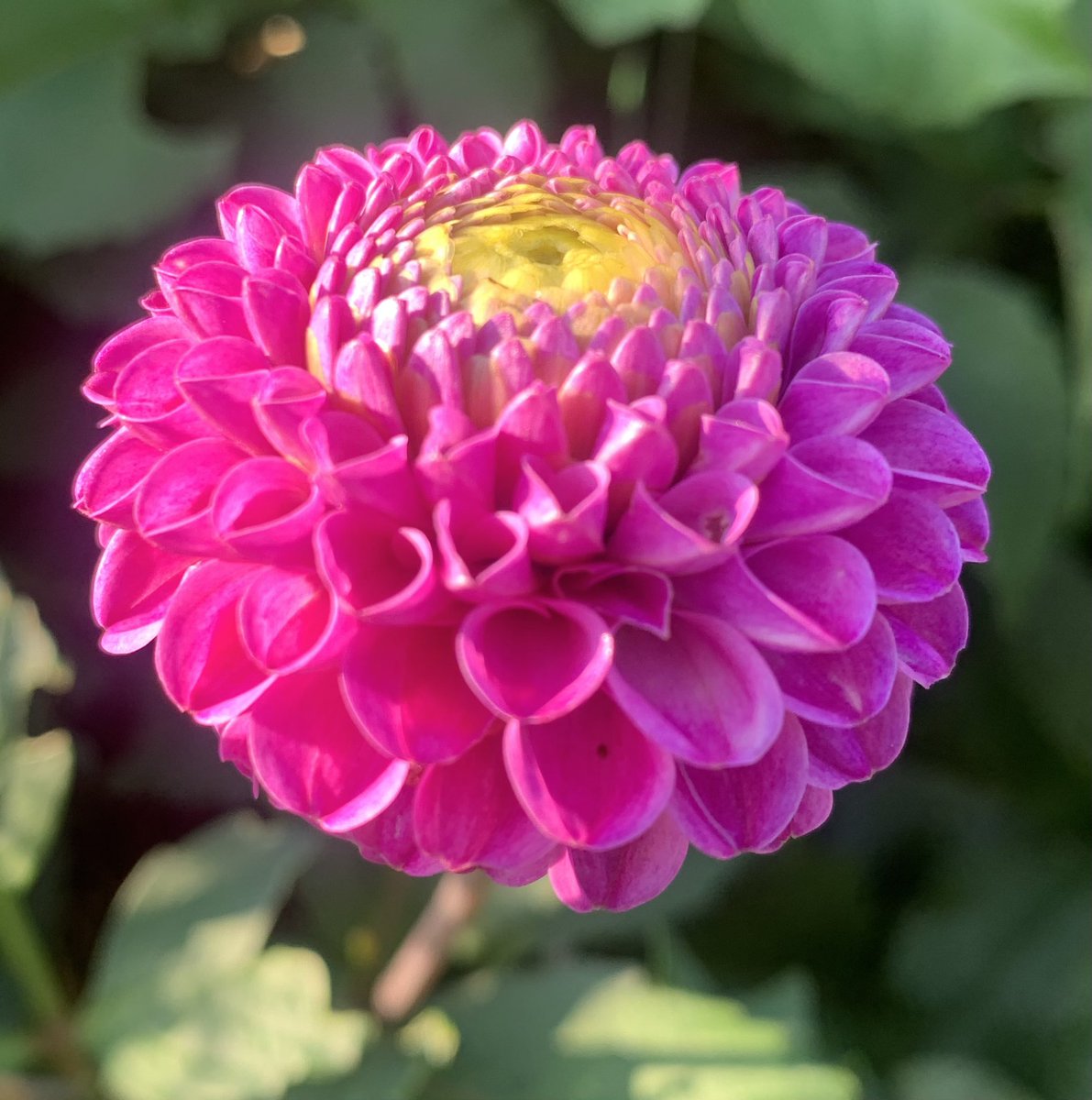 plotmassive's tweet image. Selection of the #dahlias I’m growing for my daughter’s #wedding: Burlesca, Maldini, Franz Kafka, Perch Hill #DailyDahlia #GardeningTwitter