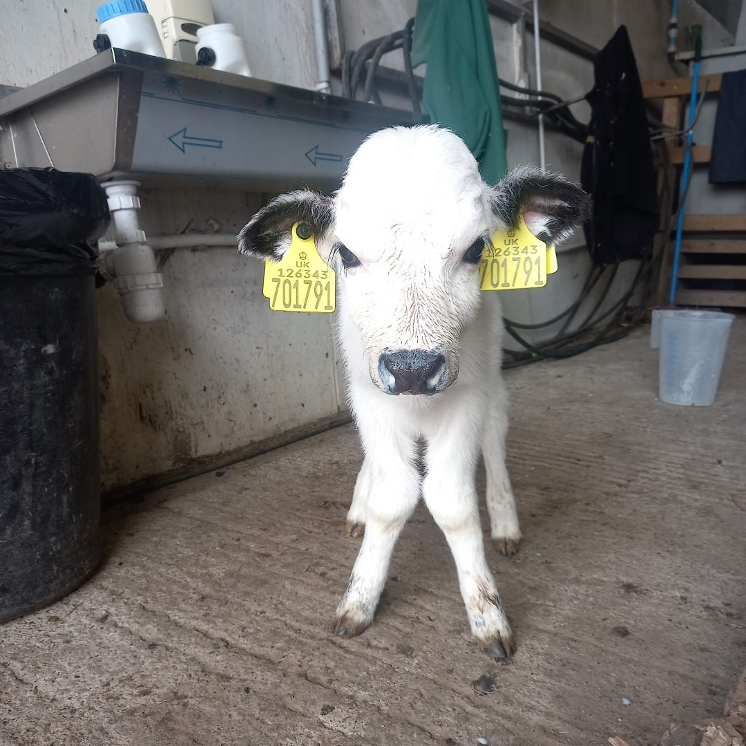 Cuteness overload 😍 Be sure to pop down to the farm over the summer holidays 🐄